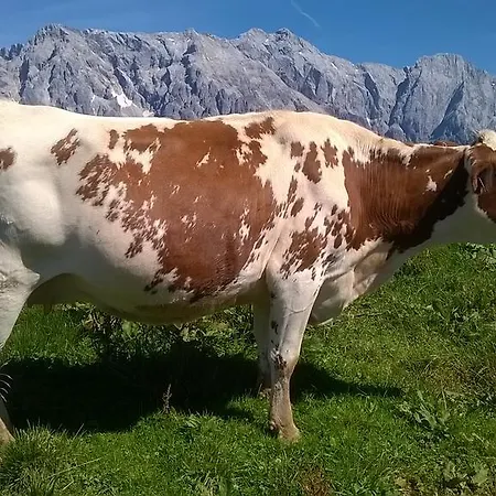 Reith-gut Maison d'hôtes Mühlbach am Hochkönig